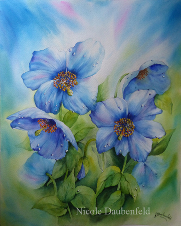 meconopsis2