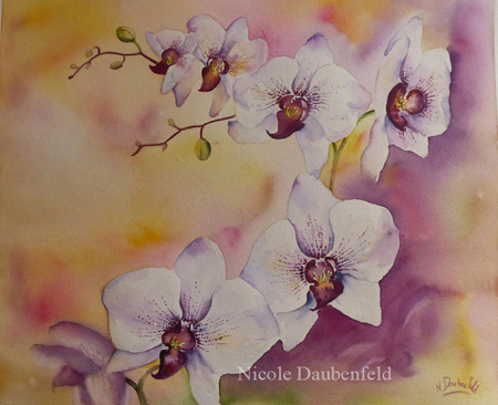 orchidee