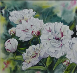 pivoines blanches